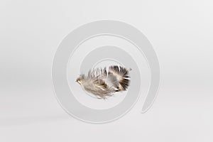 A mottled little feather falls down on a white background. Minimal concept