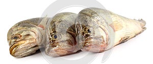 Mottled Nandus or veda fish