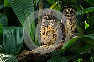 Mottled Owl - Ciccaba Strix virgata in Costa Rica