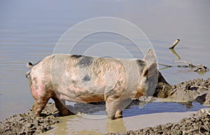 Mottled pig