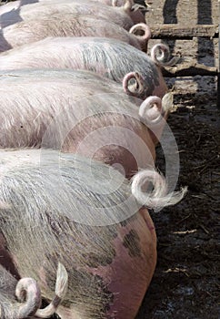 Mottled and pink pigs