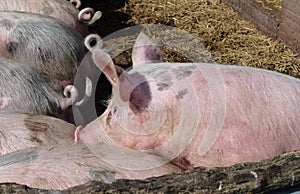 Mottled and pink pigs on the straw in a stable