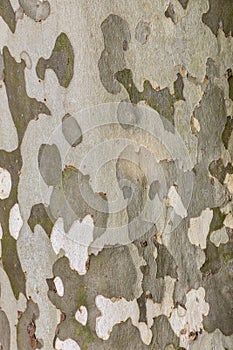 Mottled Plane tree bark background