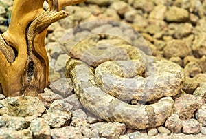 Mottled Rock Rattlesnake