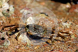 Mottled sally light foot crab