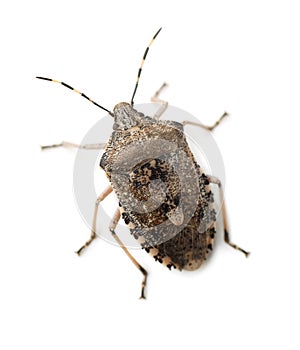 Mottled Shield Bug