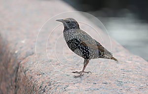 Mottled starling sits on a granite fence