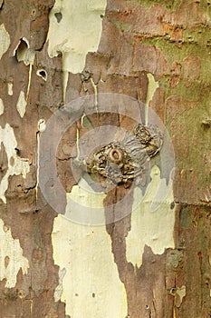 Mottled Sycamore Tree Bark And Trunk Vertical Background Or Text