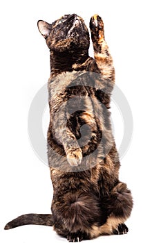 A mottled tortoiseshell cat sits comically on its hind legs and raises its front paw.