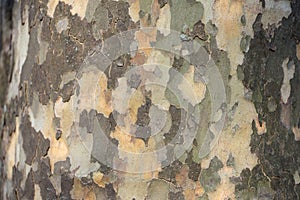 Mottled tree bark and trunk