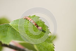 Mottled Umber (Erannis defoliaria)