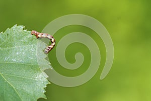 Mottled Umber (Erannis defoliaria) photo