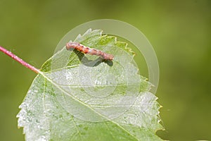 Mottled Umber (Erannis defoliaria)