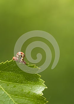 Mottled Umber (Erannis defoliaria) photo