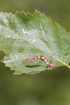 Mottled Umber (Erannis defoliaria) photo
