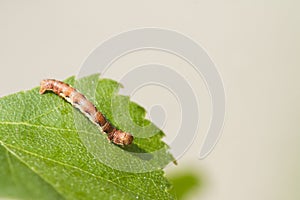 Mottled Umber (Erannis defoliaria) photo