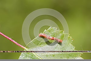 Mottled Umber (Erannis defoliaria) photo