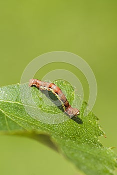 Mottled Umber (Erannis defoliaria) photo