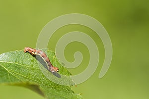 Mottled Umber (Erannis defoliaria) photo