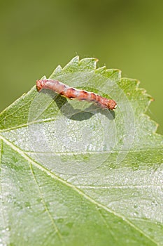 Mottled Umber (Erannis defoliaria) photo