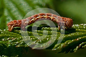 Mottled Umber, Erannis defoliaria in macro photo