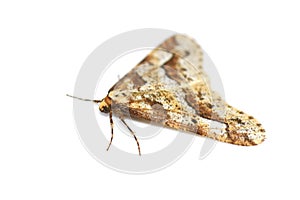 Mottled Umber moth