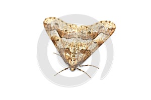 Mottled Umber moth photo