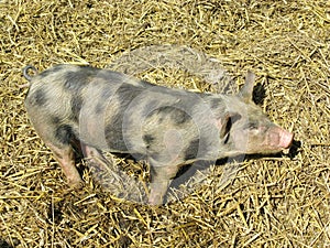 Mottled young pig in the straw
