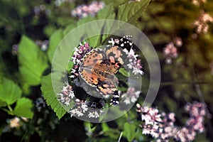 Motyl photo