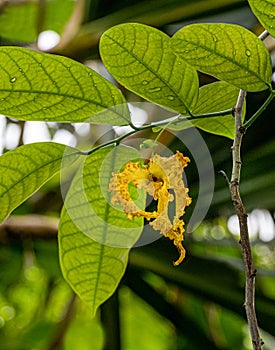 Moue Liane (Monodora crispata) photo