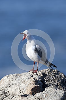 MOUETTE DE HARTLAUB larus hartlaubii