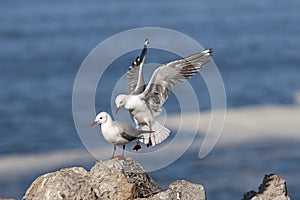 MOUETTE DE HARTLAUB larus hartlaubii