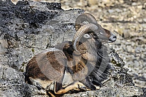 Moufflon male on the rock 3