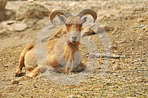 Mouflon photo