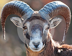 Mouflon photo