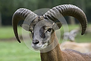 Mouflon