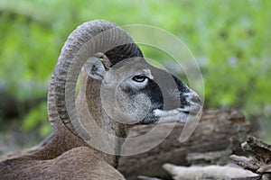 Mouflon