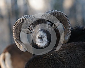 Mouflon