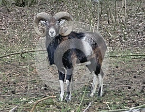 Mouflon