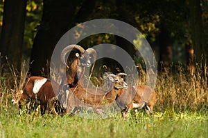 Mouflon buck