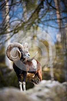 The mouflon photo