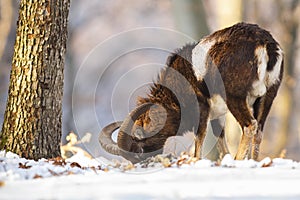 Mouflon feeding in snowy forest in wintertime nature