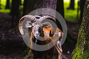 Mouflon in the green field