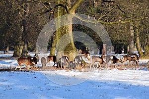 Mouflon Herd Eaiting on Sow