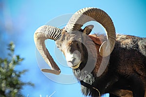 Mouflon horns photo
