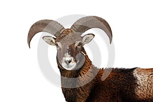 Mouflon looking to the camera isolated on white background.