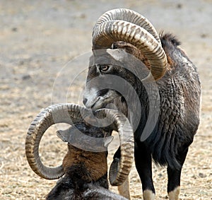 Mouflon love