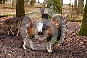 Mouflon Male with big curvy horns in the German forest