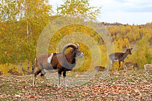 Mouflon male and fallow deers