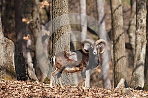 Mouflon male in forest